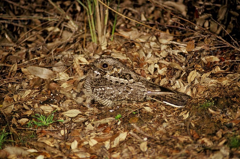 Fiery necked Nightjar