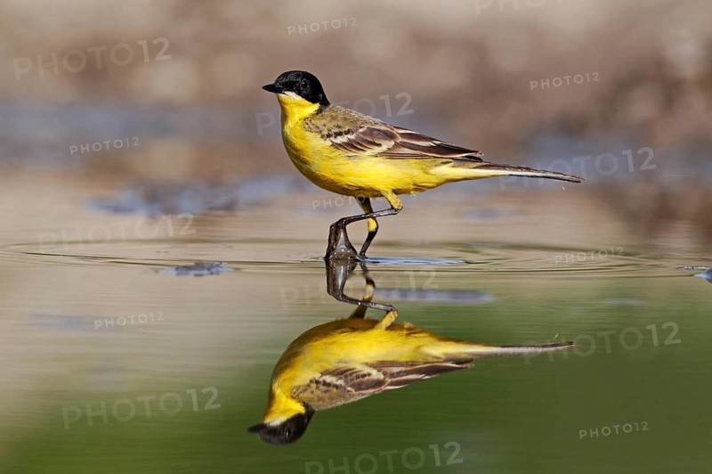 Black-headed Wagtail