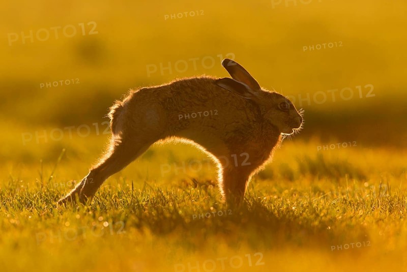 European Hare