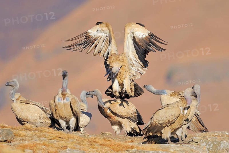 Cape griffon