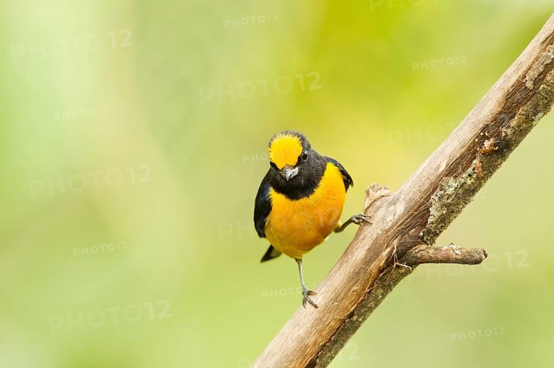 Orange-bellied Euphonia