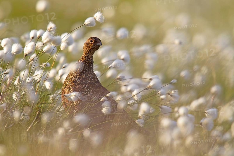 Red Grouse