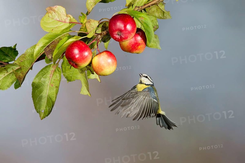 Blue Tit