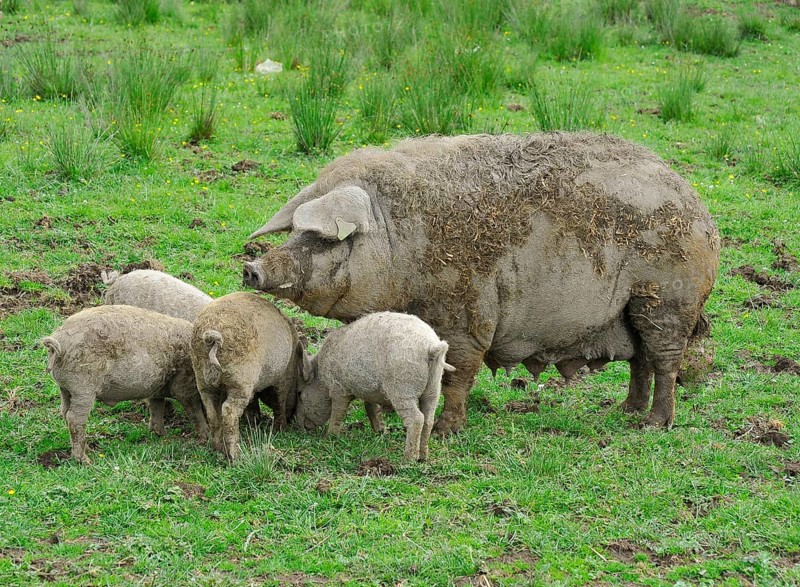 Domestic pig