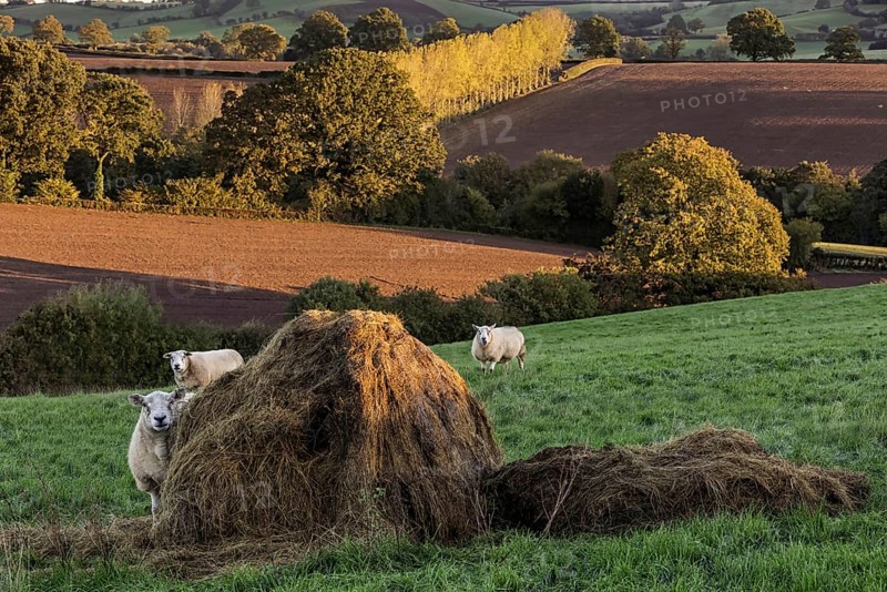 Domestic sheep