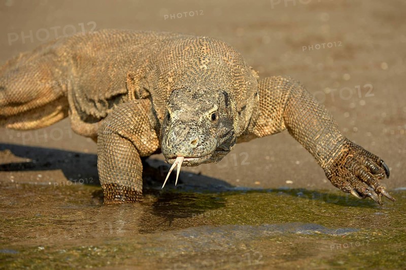 Komodo Dragon