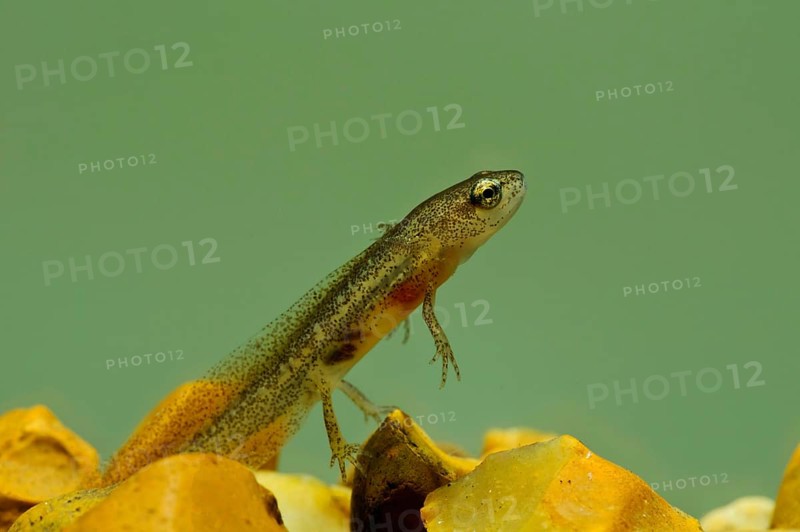 Palmate newt