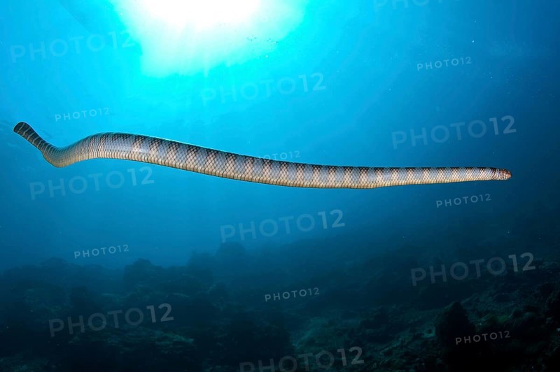 Adder flat-tail