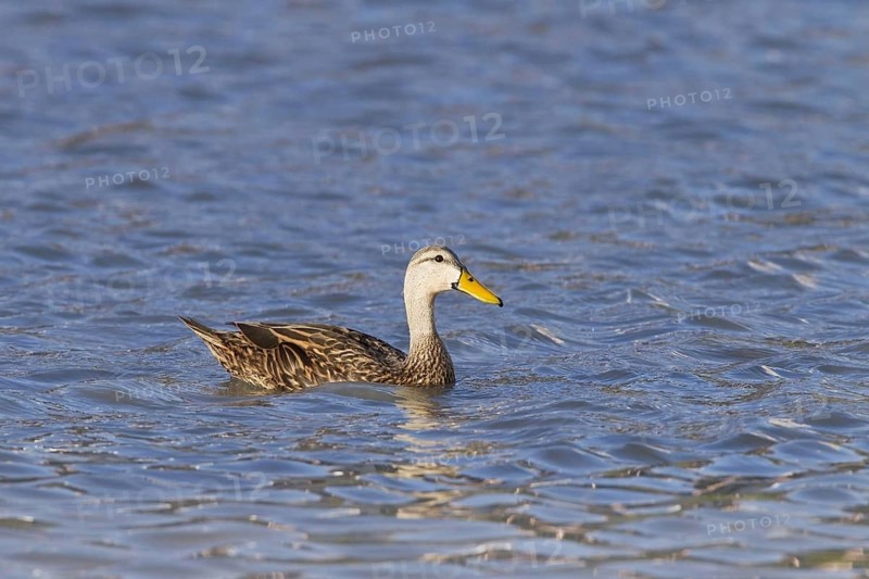 Mottled mottled duck