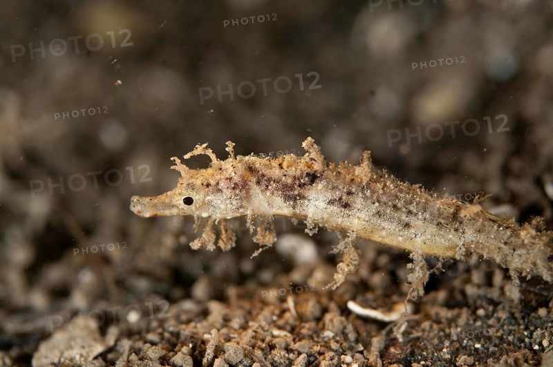 Shortpouch pygmy pipehorse