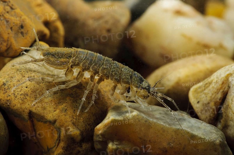 Waterlouse