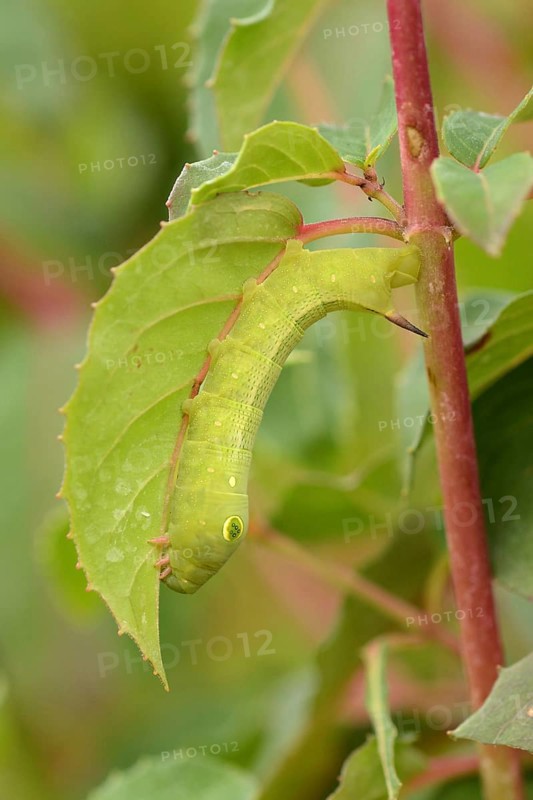 Silver streaked vine hawk-moth