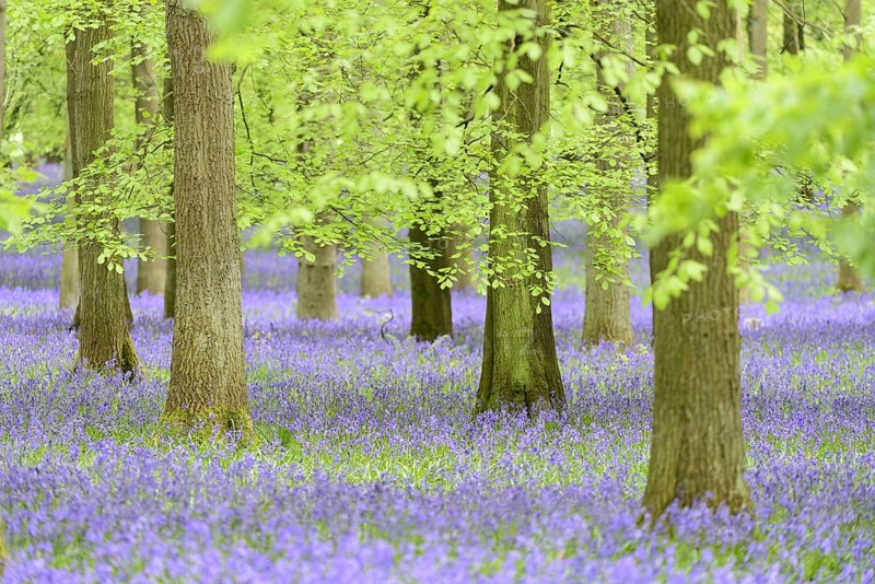 Common Bluebell