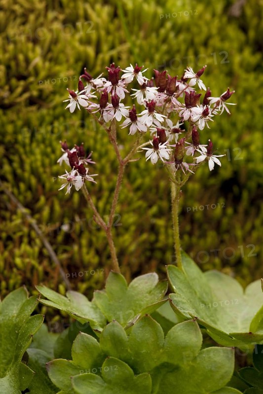 Nelson's Brook Saxifrage