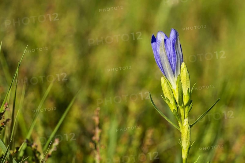 Flowering marsh gentian