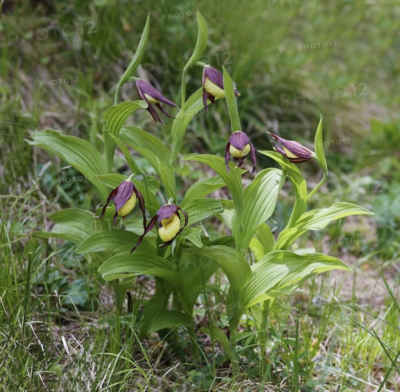Flowering yellow lady's slipper orchid