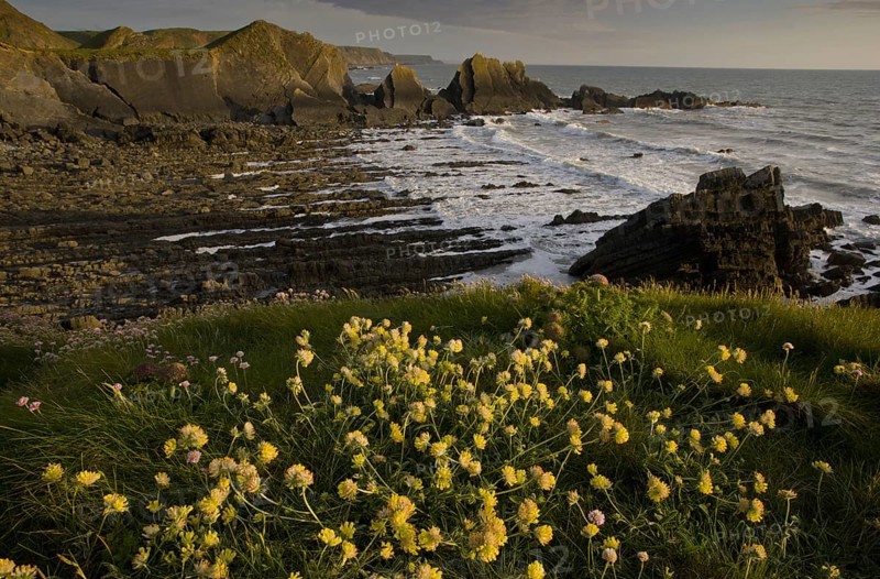 Kidney-vetch