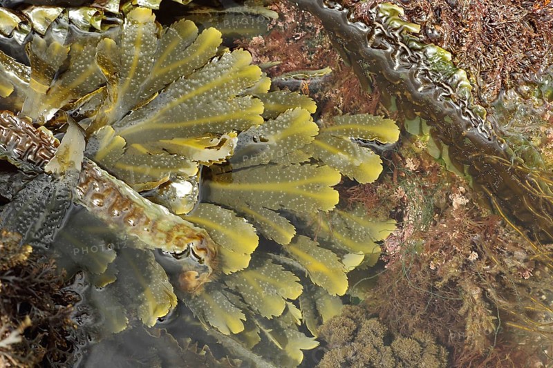Toothed Wrack