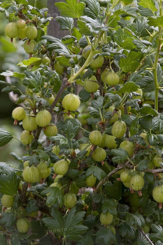 Gooseberry