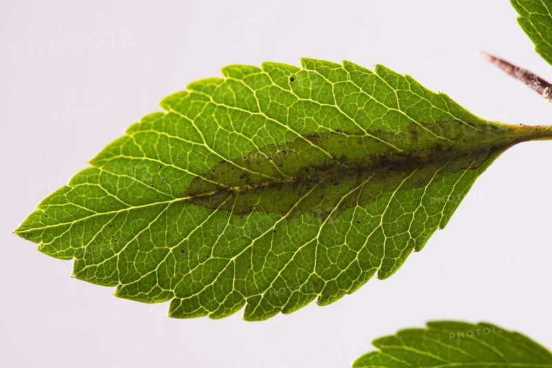 Leaf miner