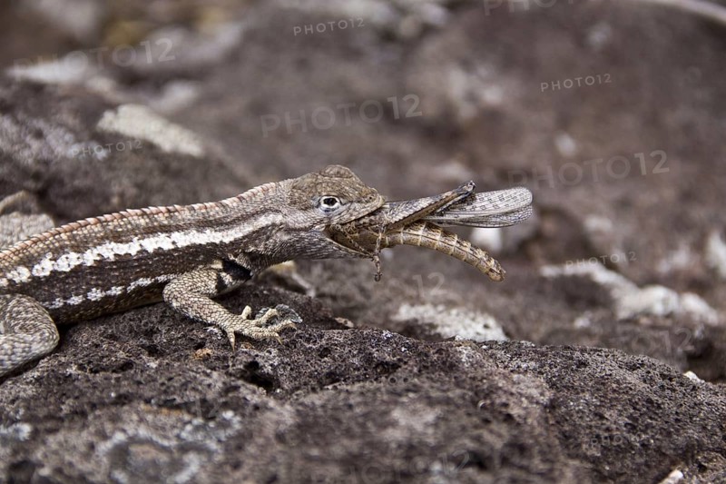 Lava Lizard