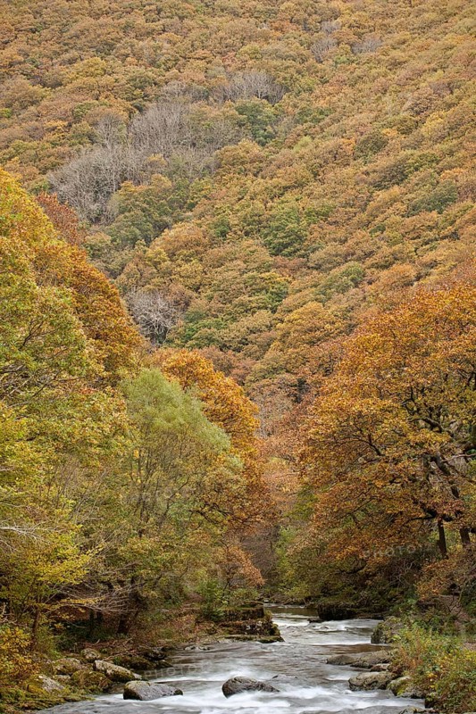View of river and autumn coloured woodland covering steep valley sides