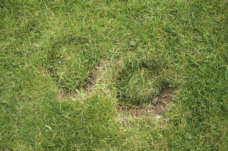 Horse hoof prints on a garden lawn