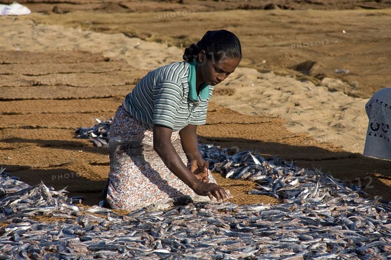 Catching fish spread out to dry in the sun