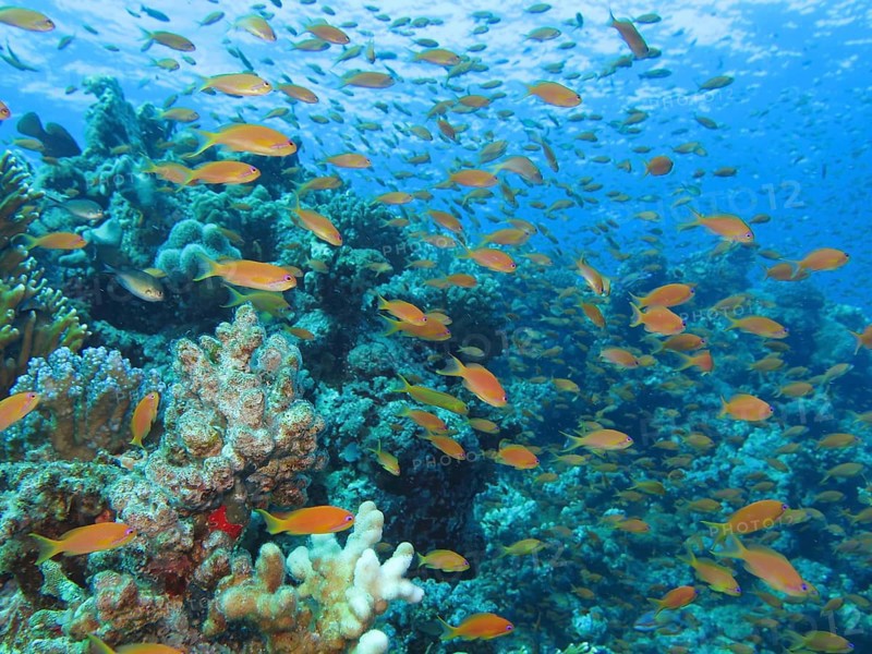 Sea goldies