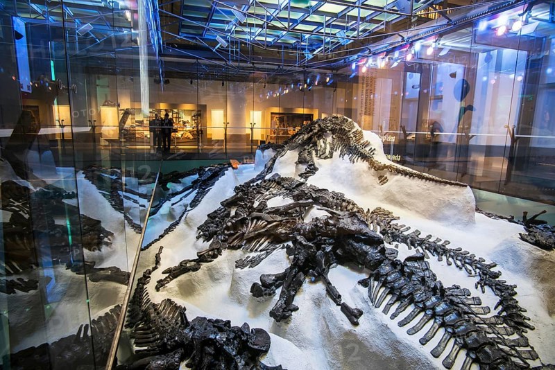 Replica of the discovery of the skeletons of iguanadons in the Bernissart coal mine in 1878 in the Royal Belgian Institute of Natural Sciences