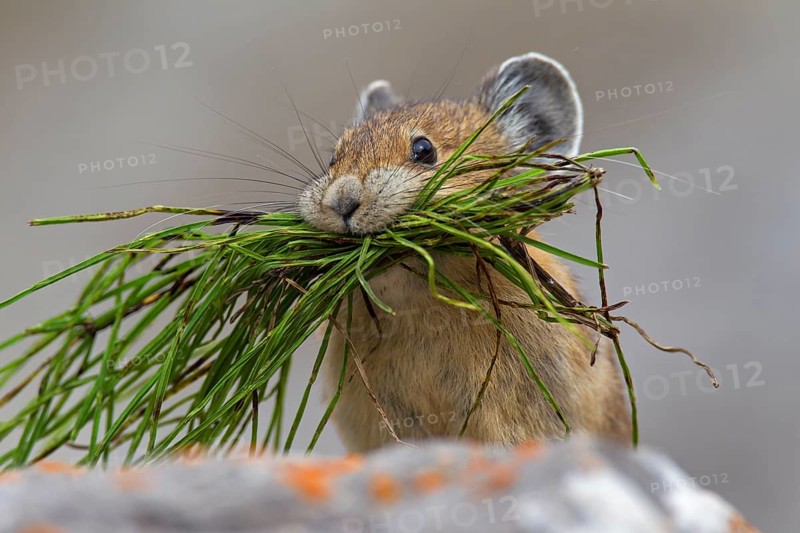 American pika