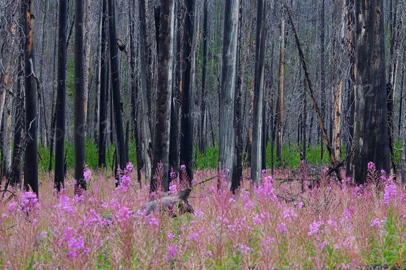 Fireweed