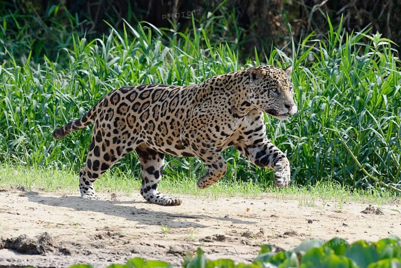 Male jaguar