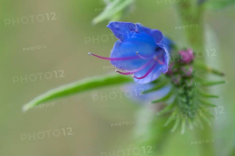 Common viper's bugloss