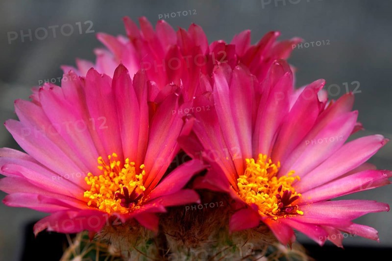 Parodia uebelmannianus