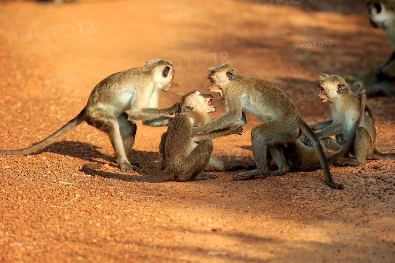 Red monkey