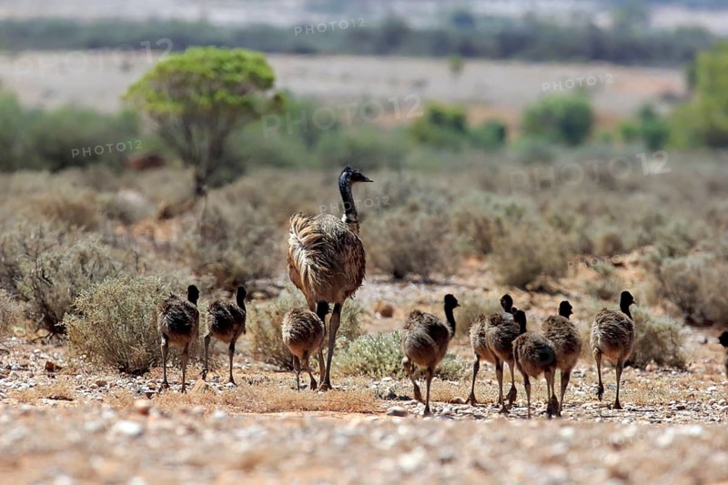 Emu