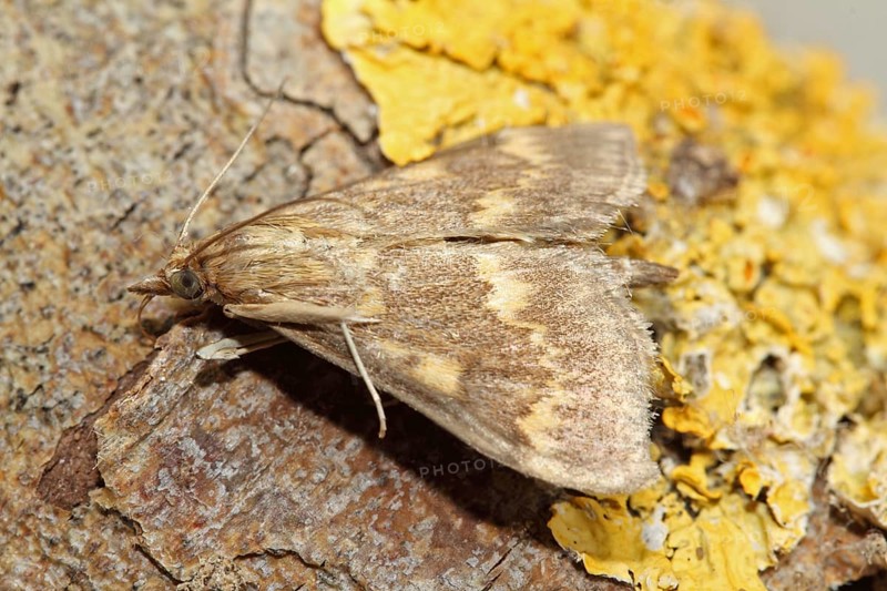 Corn worm