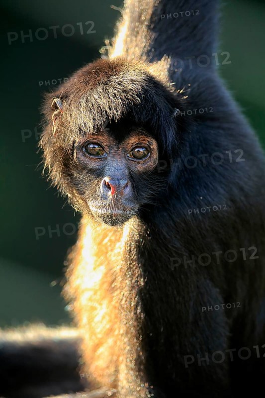 Black-headed spider monkey