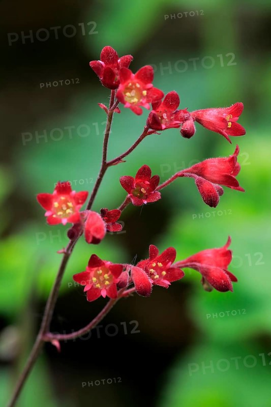 Alumroot