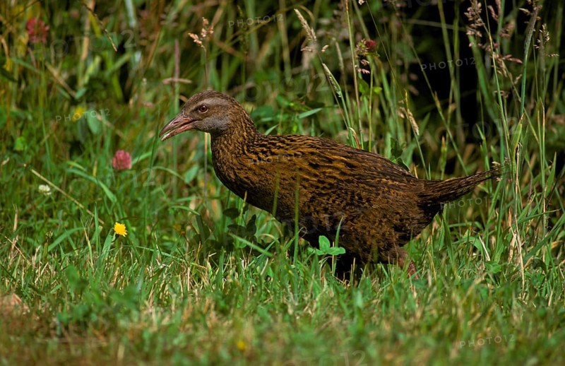 Weka