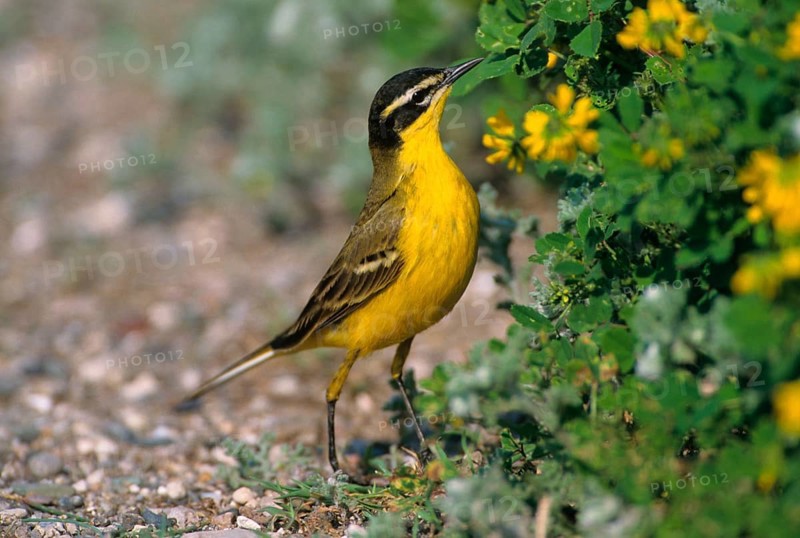 Black-headed Wagtail