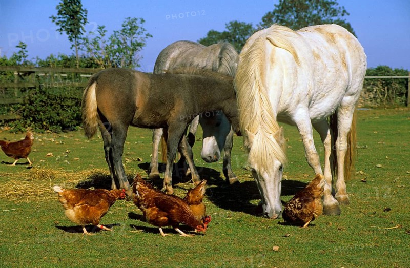 Horse
