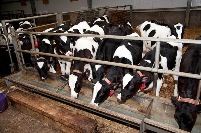 Dairy cattle
