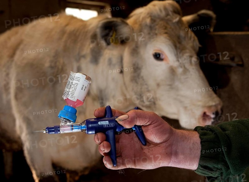 Cattle farming