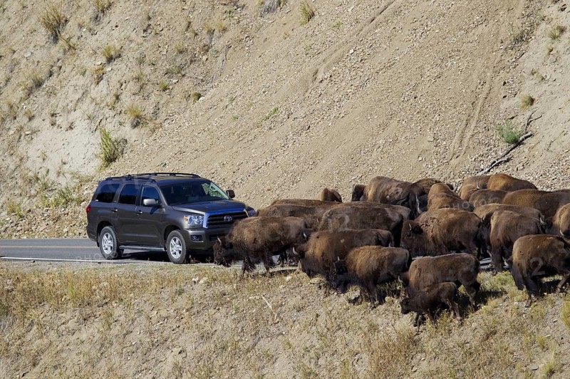 North American Bison