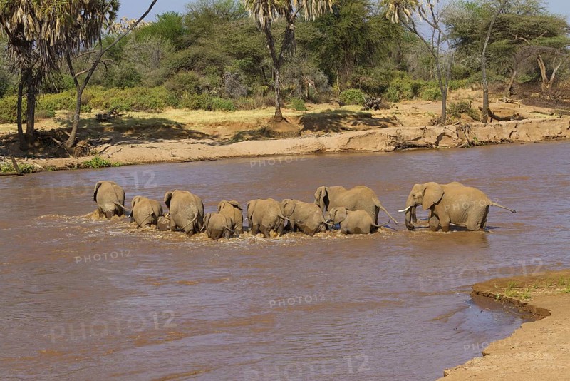 African elephant