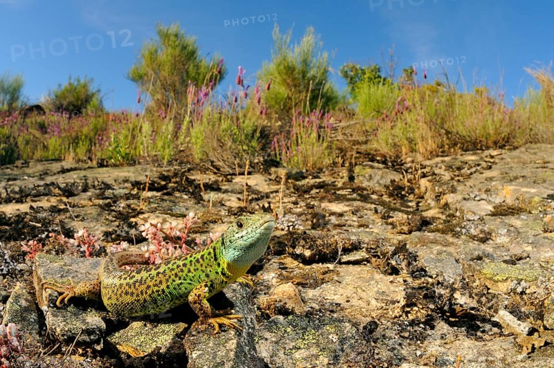 Schreiber's Green Lizard