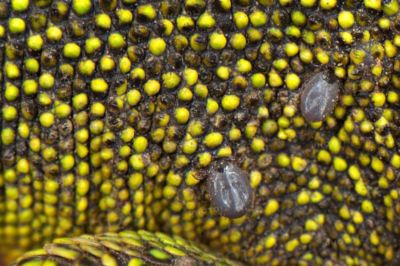 Western green lizards