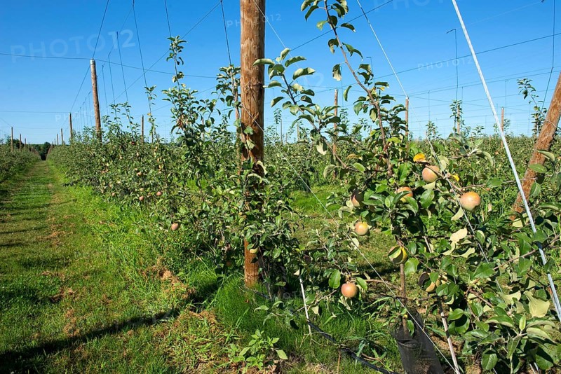 Young cordon apples ripening on the trees near Sainte-Foy-la-Grande